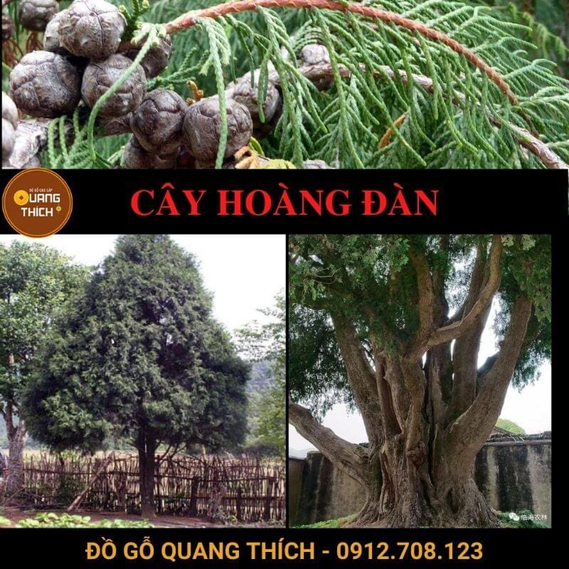 Cây Hoàng Đàn Quý Hiếm